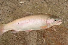 Rainbow Trout In A Landing Net Royalty Free Stock Photography Rainbow Trout In A Landing Net Royalty Free Stock Photography