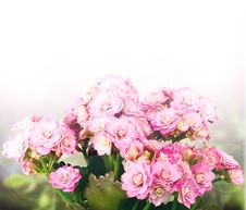 Pink Kalanchoe Background Royalty Free Stock Photography Pink Kalanchoe Background Royalty Free Stock Photography