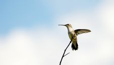 Ruby Throated Hummingbird Perched. Stock Photo