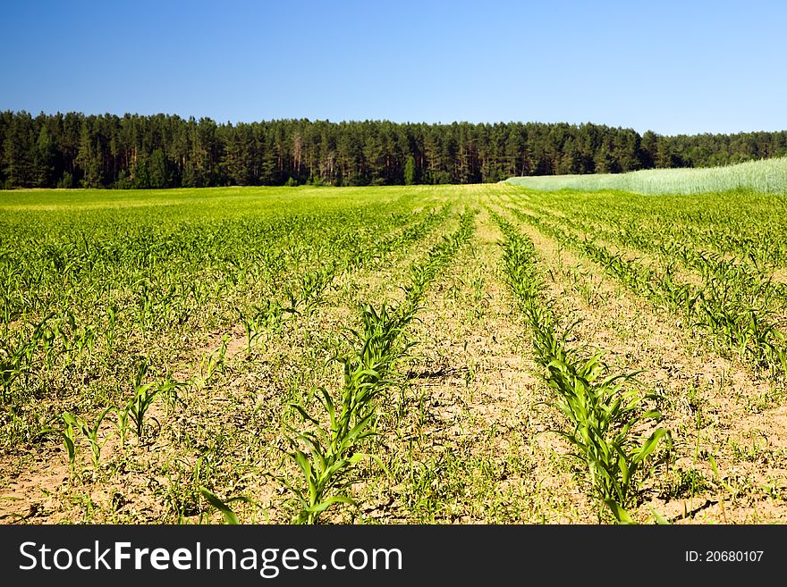 The agricultural field on which grow up corn (nearby grows a field with cereals). The agricultural field on which grow up corn (nearby grows a field with cereals)