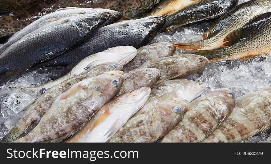 Fishes At Market