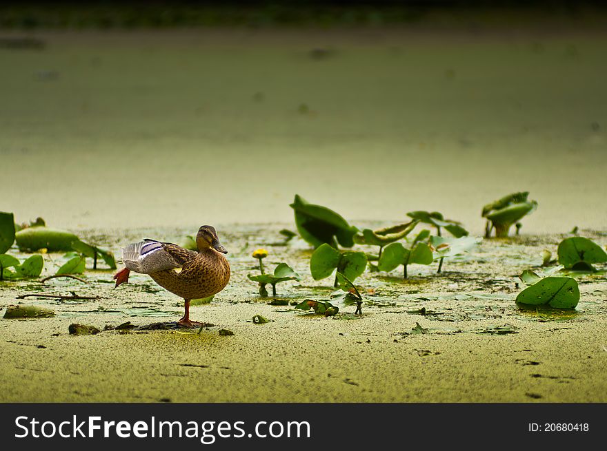 Duck Paddling in Lake, Russia. Duck Paddling in Lake, Russia