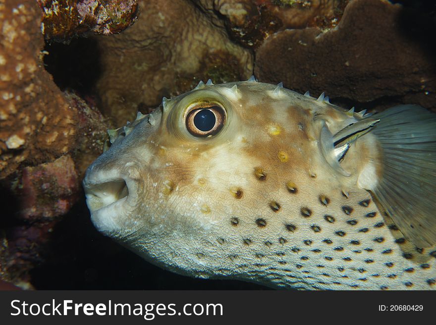This porcupine fish was hiding in a cave while getting its gills cleaned. This porcupine fish was hiding in a cave while getting its gills cleaned