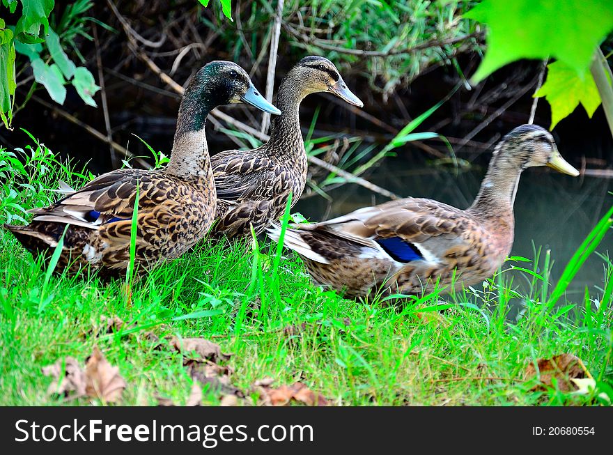 Three ducks walking through marsh