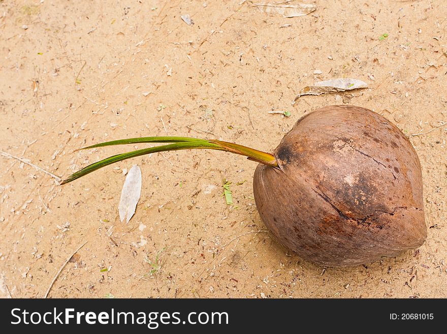 Sprout Of Coconut Tree In Garden