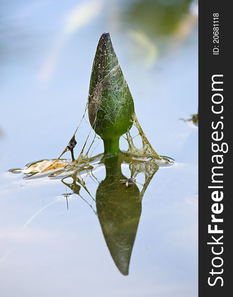 Baby Lotus Reflection On Lake