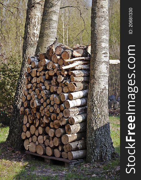 Pile of firewood stacked between to trees in a garden