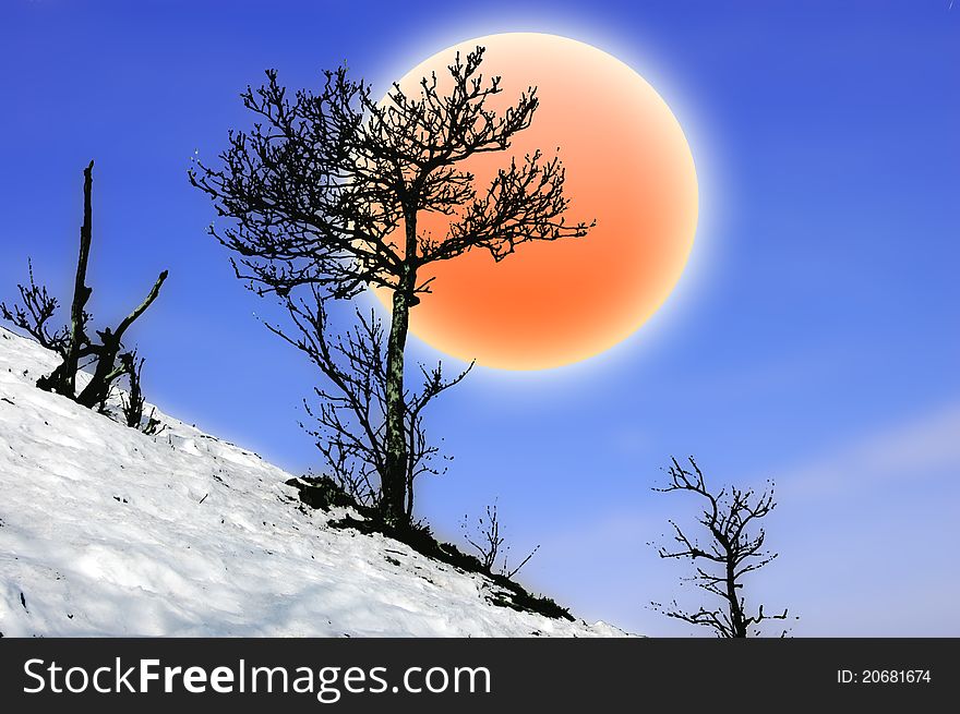 Tree in snow and sun in the sky. Tree in snow and sun in the sky
