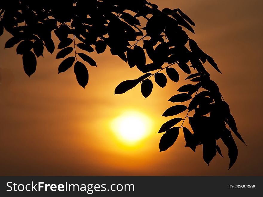 Leaf silhouette and sun beams at sunset. Leaf silhouette and sun beams at sunset