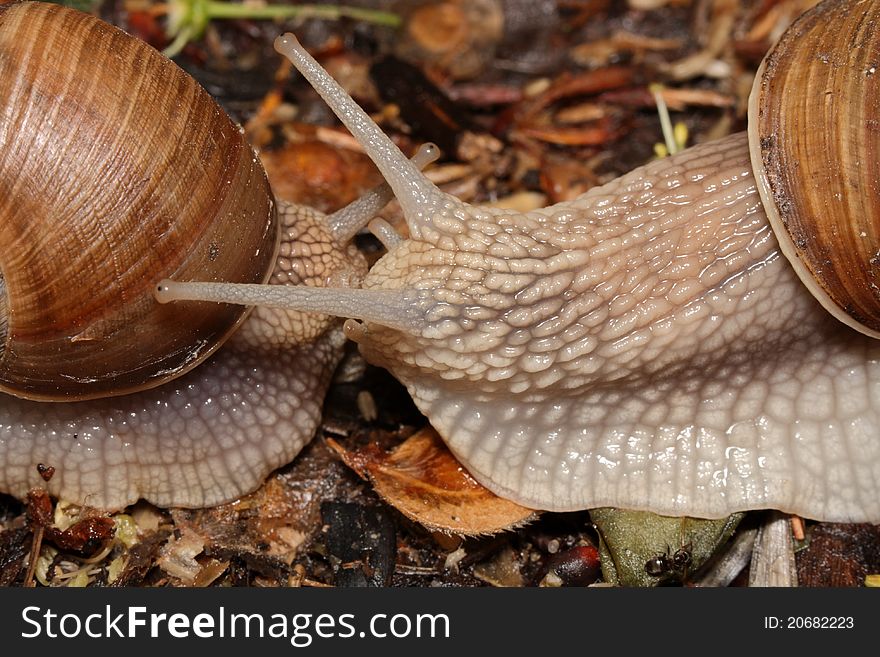 Two snails (macro) creep towards each other