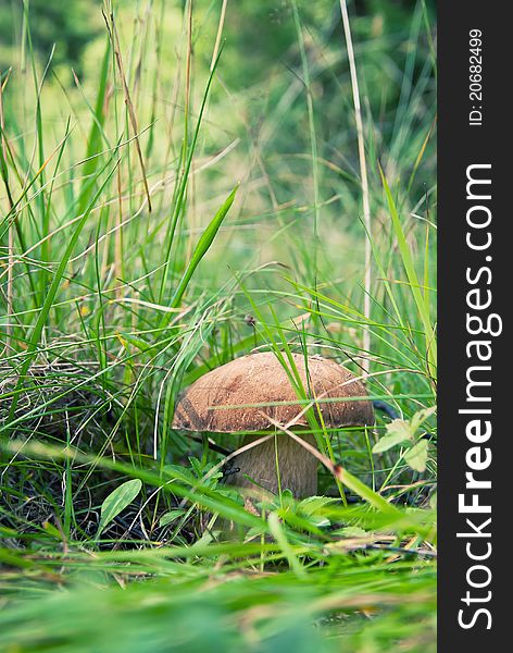 Brown cap mushroom in the forest