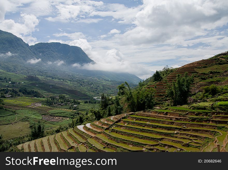 Rice terraced fields