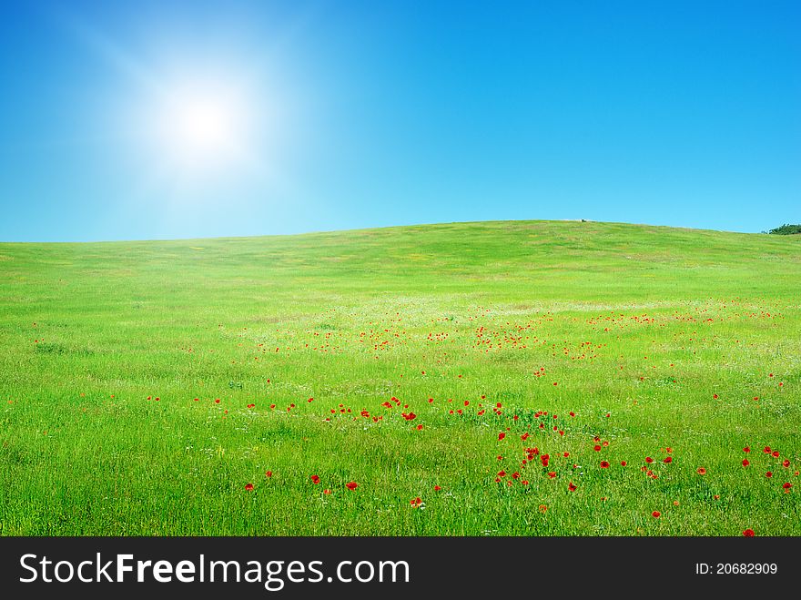 Beautiful green meadow. Composition of nature.