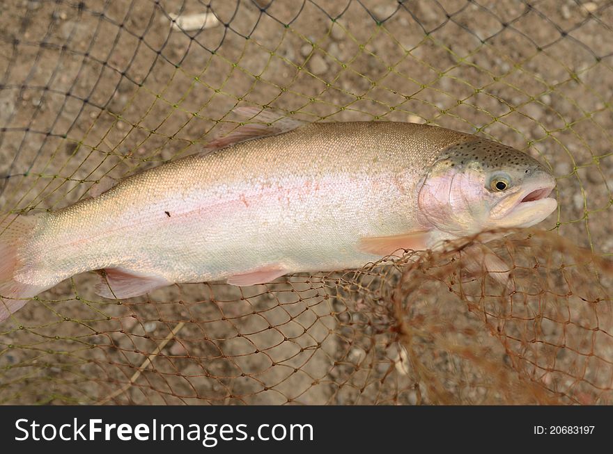 Rainbow trout in a landing net on a stouns background