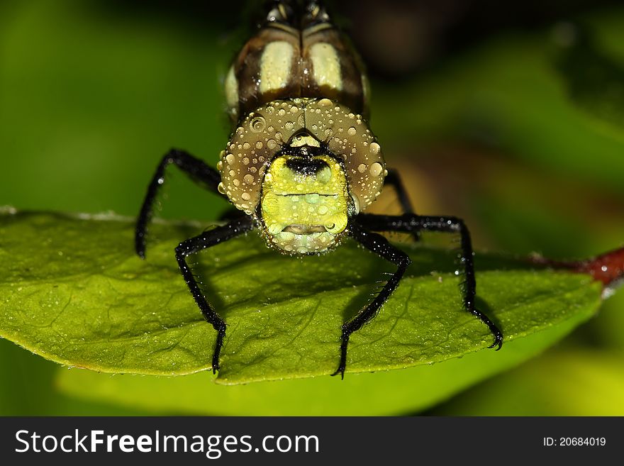 Dragonfly resting on the stem