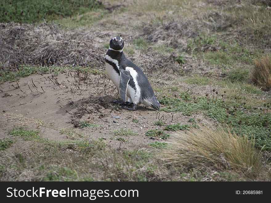 Penguin on the Turis-Otway