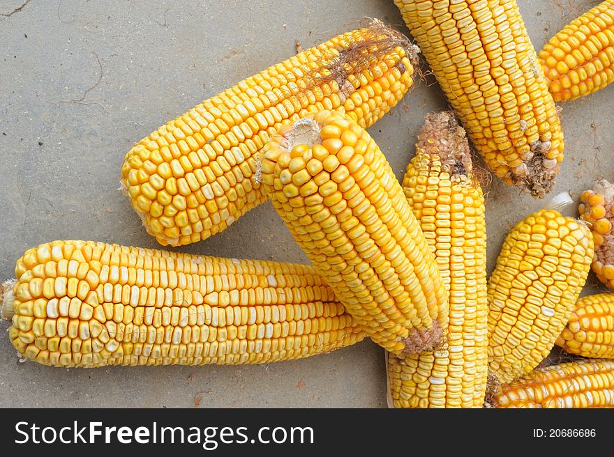 Closeup of yellow corn meal.