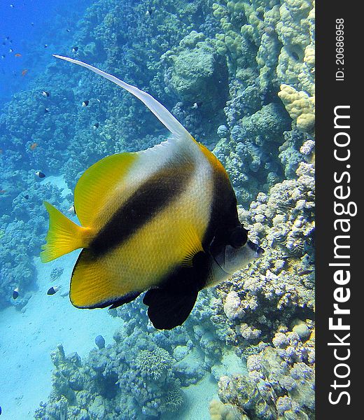 Underwater scene, rest on the Red sea, Egypt, Sharm El Sheikh. Underwater scene, rest on the Red sea, Egypt, Sharm El Sheikh