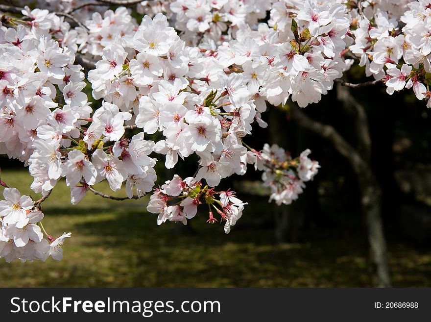 Pale pink cherry blossom in a Japanese garden. Pale pink cherry blossom in a Japanese garden