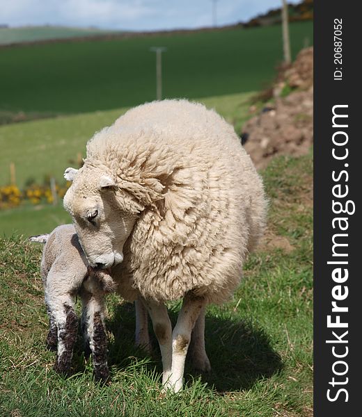 A mother gently pushes her baby lamb off the road. A mother gently pushes her baby lamb off the road