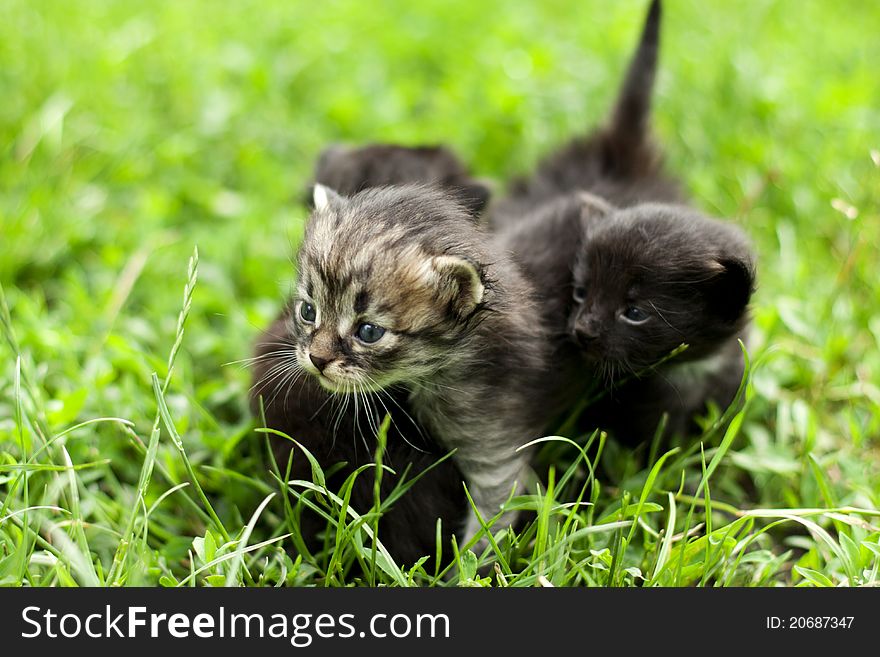 Little kitten who walks on the light green grass. Little kitten who walks on the light green grass