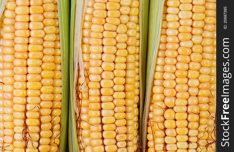 Corn Close Up.