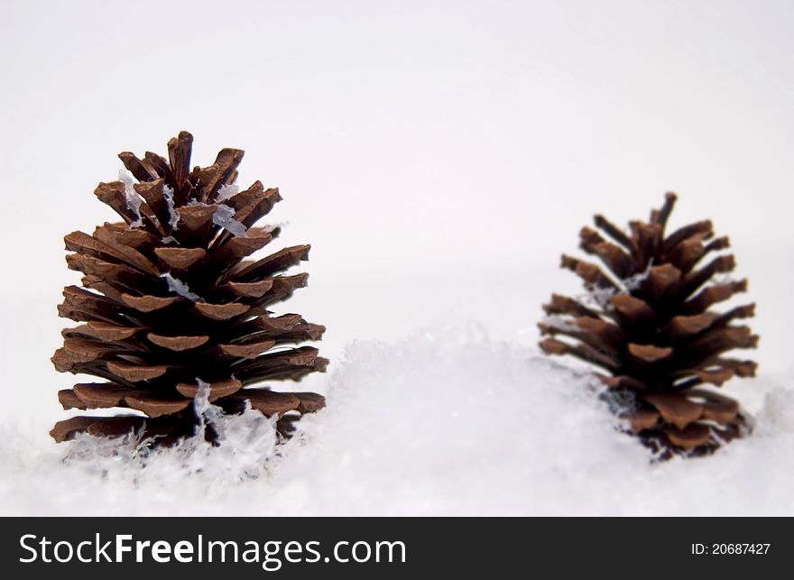Two pine cones in snow