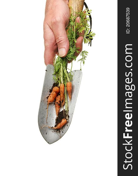 Hand holding a garden trowel with freshly dug baby carrots isolated against white. Hand holding a garden trowel with freshly dug baby carrots isolated against white