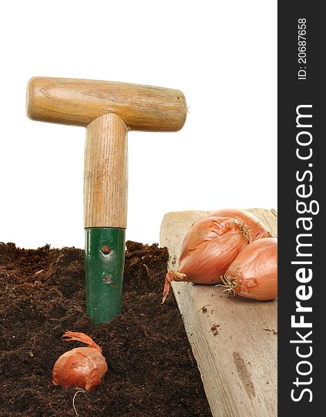 Planting onions into soil with a garden dibber