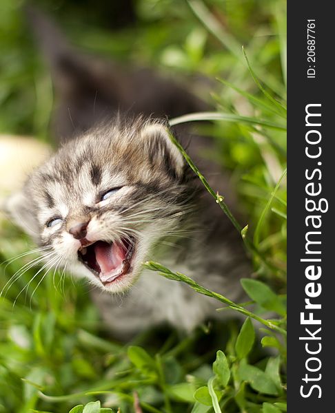 Nervous kitten walking on a light green grass