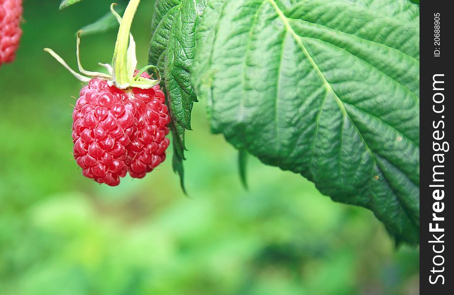 Big red raspberry on bush