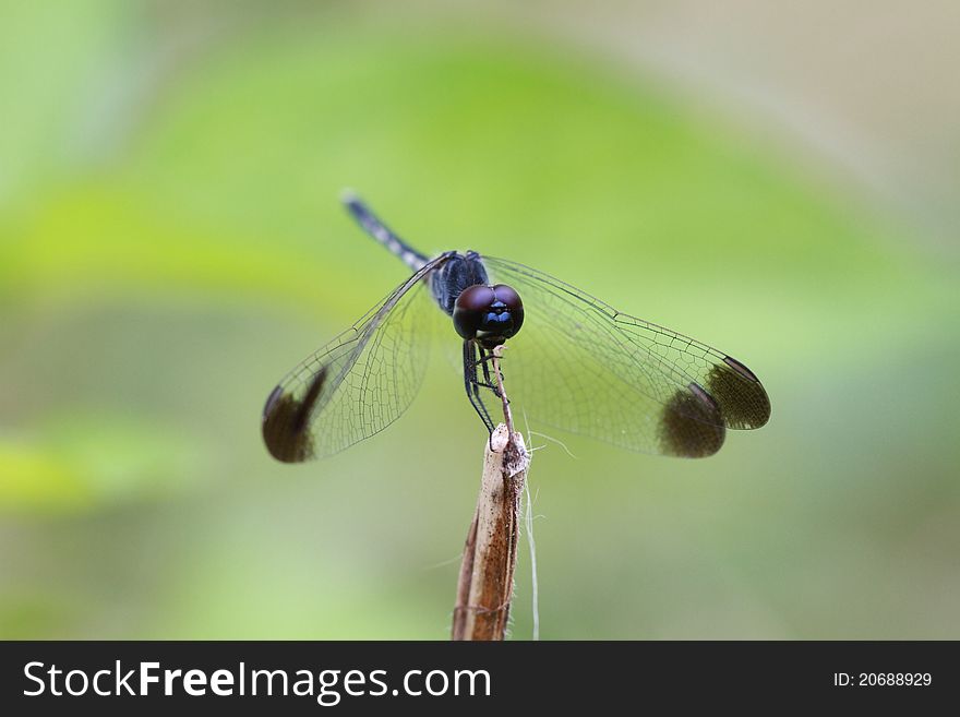 Dragonfly perching on a stick