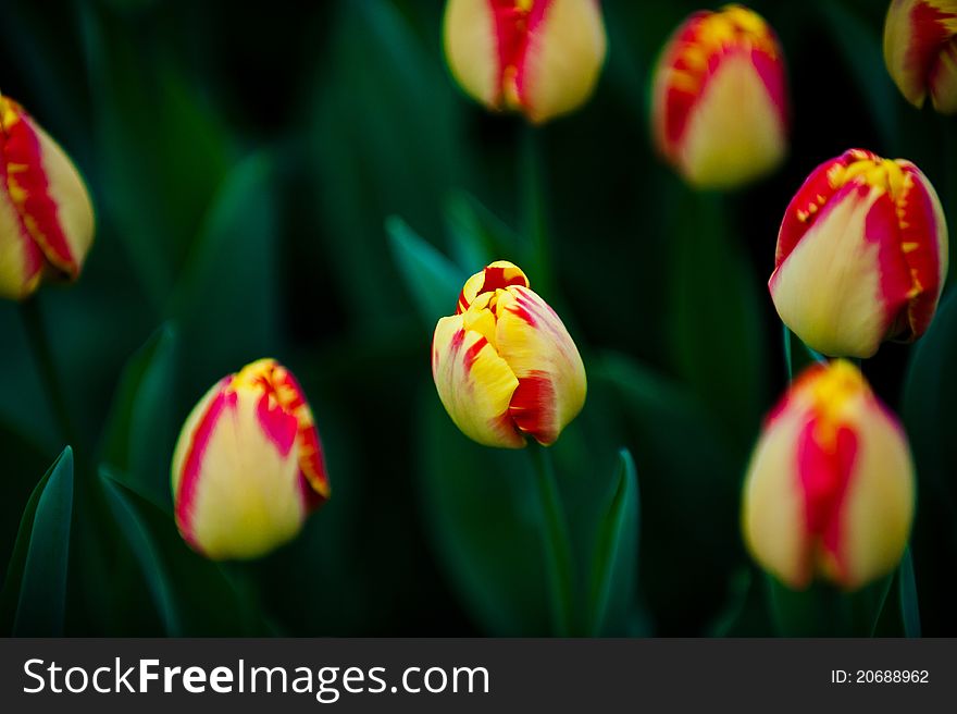 Lot of beautiful spring flowers tulips