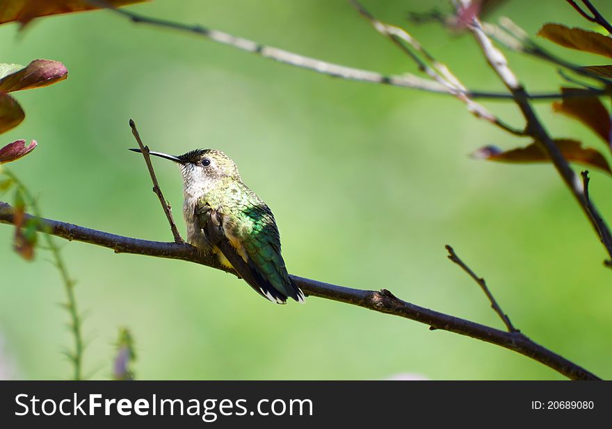 A little female ruby throated hummingbird having a rest on a branch in the garden. A little female ruby throated hummingbird having a rest on a branch in the garden.