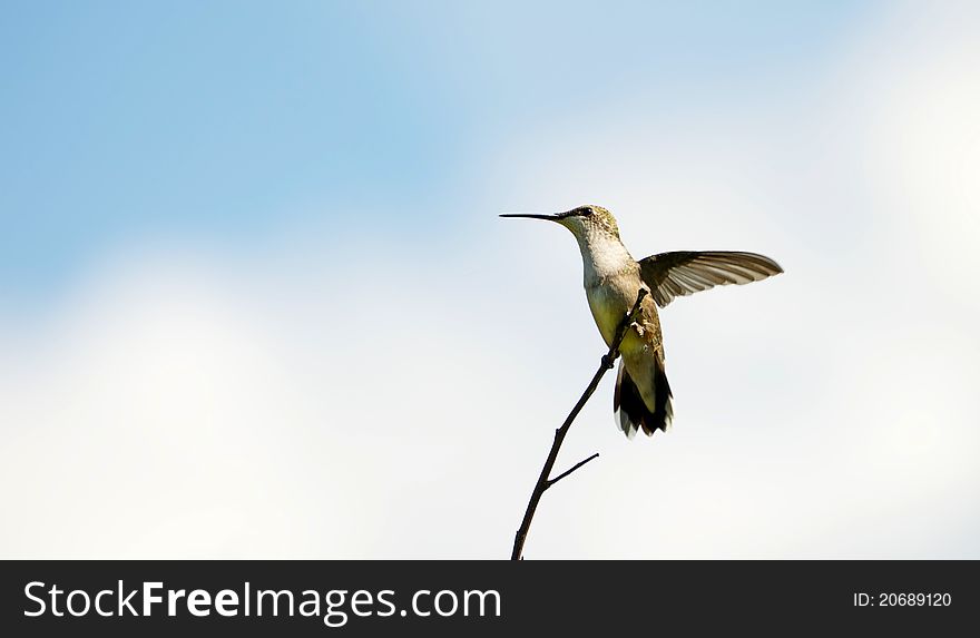 A beautiful ruby throated hummingbird perched on a branch against a brilliant blue and cloudy sky in the summer. A beautiful ruby throated hummingbird perched on a branch against a brilliant blue and cloudy sky in the summer.