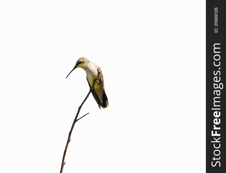 Ruby throated hummingbird perched.