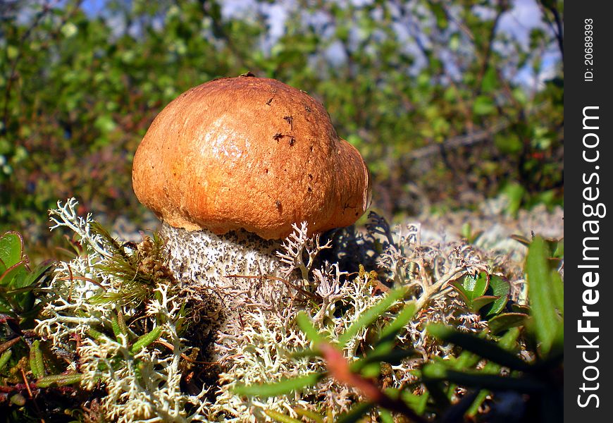 Cep against a moss and a grass in mountains