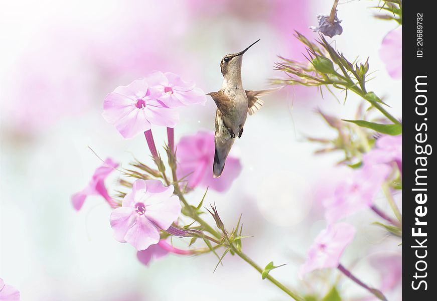 A female ruby throated hummingbird in motion in the garden. A female ruby throated hummingbird in motion in the garden.