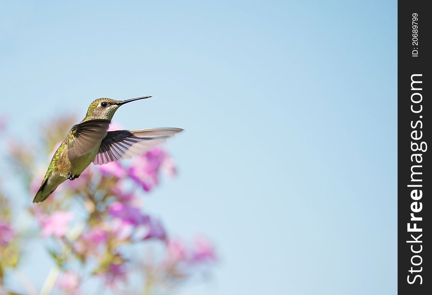 A beautiful female ruby throated hummingbird in motion in the garden. A beautiful female ruby throated hummingbird in motion in the garden.