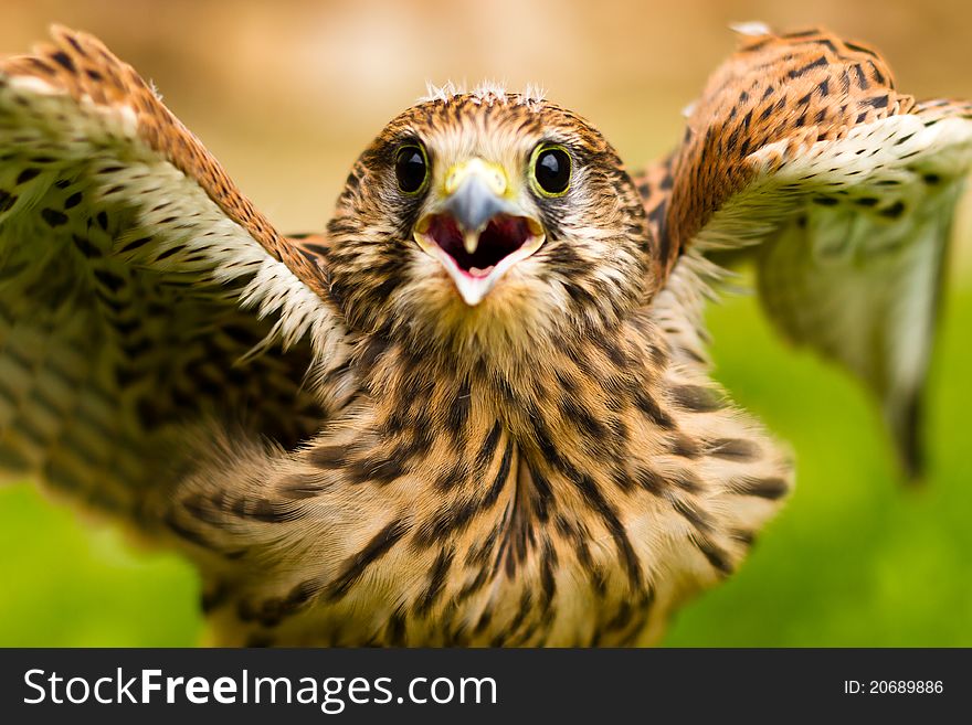 Portrait of a baby falcon