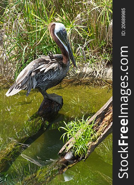 A majestic looking brown pelicans stands perched on a log on a swamp in the summer. A majestic looking brown pelicans stands perched on a log on a swamp in the summer.