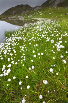 Lake And Cotton Flowers Royalty Free Stock Photos Lake And Cotton Flowers Royalty Free Stock Photos