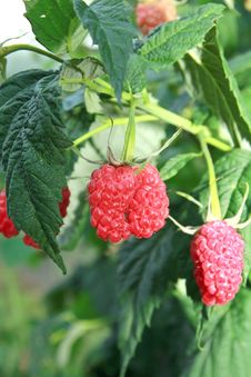 Bright Big Red Raspberries Royalty Free Stock Photos Bright Big Red Raspberries Royalty Free Stock Photos