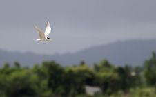 Flight Of A River Tern Stock Photos