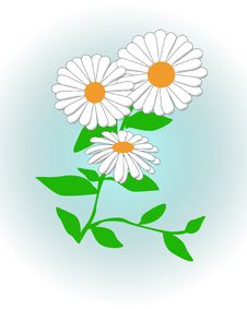 Daisy Daisy Stock Photo