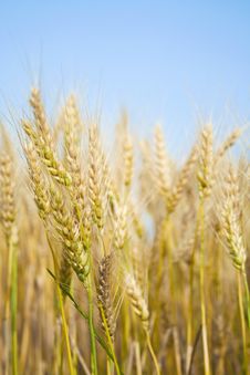 In A Wheat Field Stock Image In A Wheat Field Stock Image