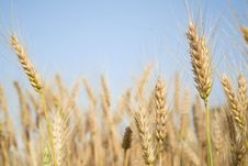 In A Wheat Field Royalty Free Stock Image In A Wheat Field Royalty Free Stock Image