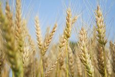 In A Wheat Field Stock Photo In A Wheat Field Stock Photo