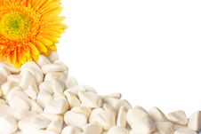 Flower And White Pebbles Isolated On White Royalty Free Stock Photos