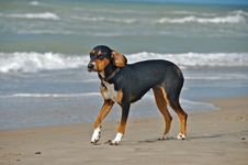 Dog At The Beach Stock Photos
